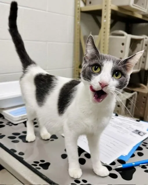A young medium-sized female Domestic Short Hair cat named Mini Mouse for adoption in Derwood, MD