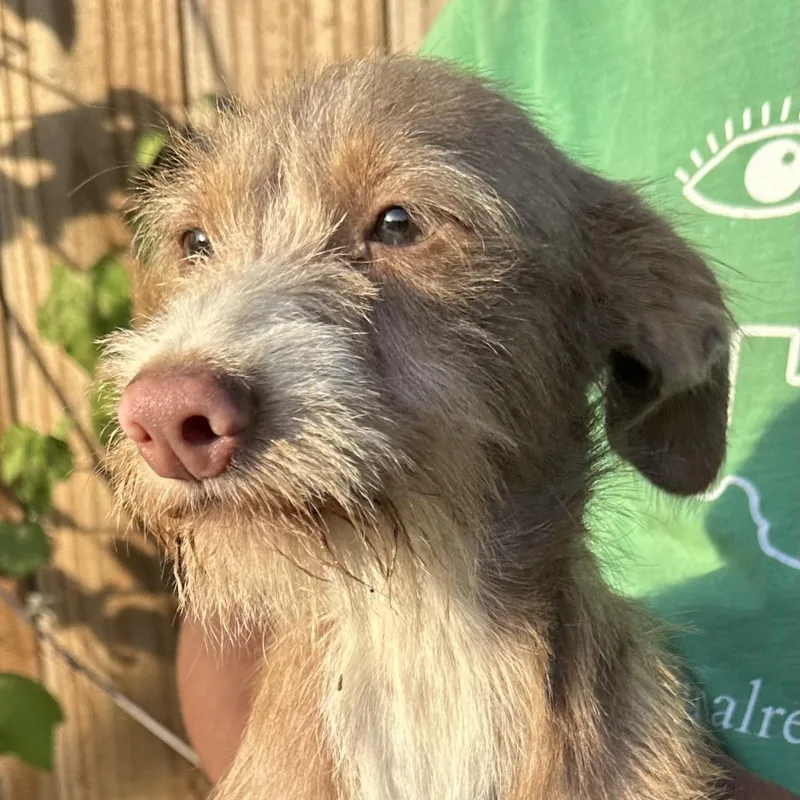 Zeus  Local July