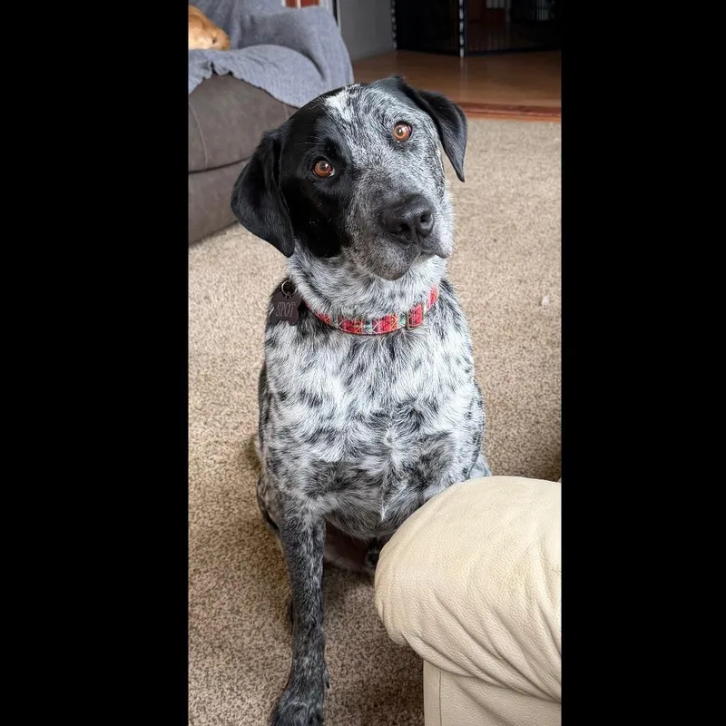 An adult large-sized male Labrador Retriever dog named Spot for adoption in Crystal, MN
