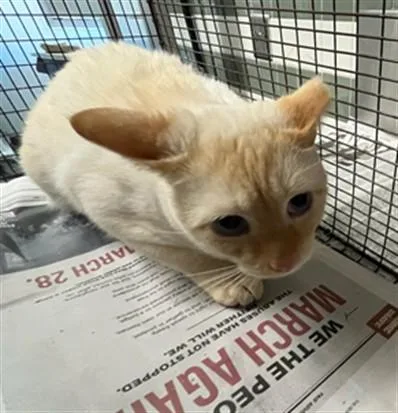 An adult small-sized male Domestic Short Hair cat named Flame for adoption in Van Nuys, CA