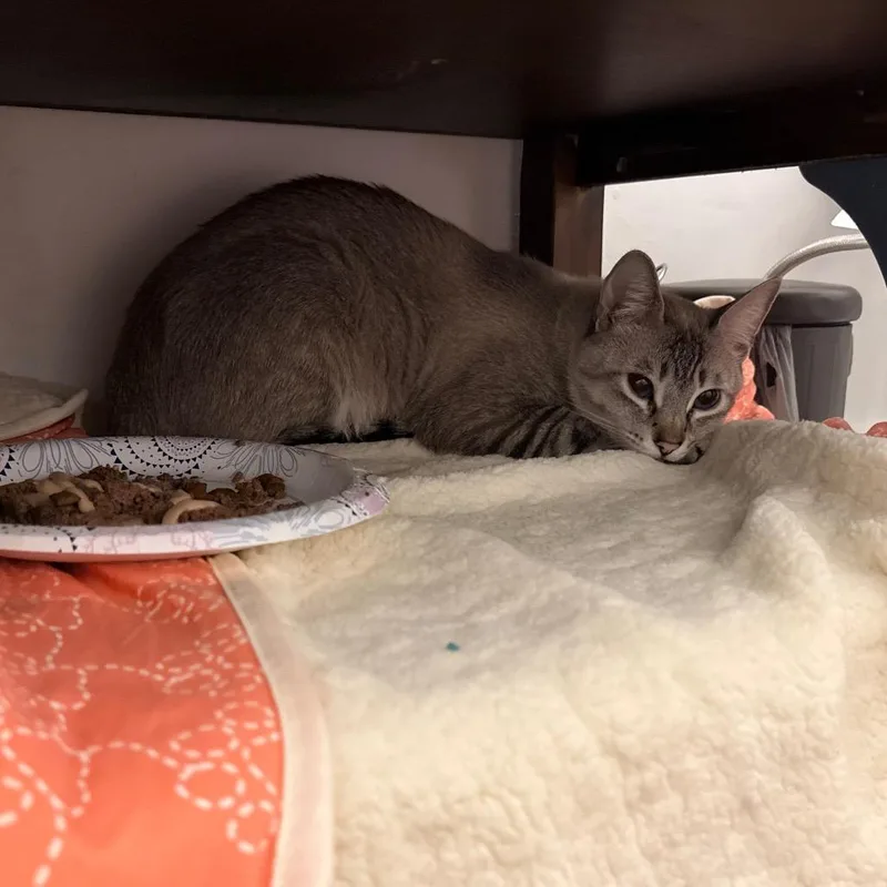 An adult small-sized male Gray / Blue / Silver Domestic Short Hair cat named Stitch Caywood for adoption in Eagle Mountain, UT