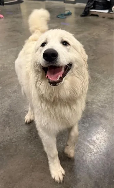 A young extra large-sized female Great Pyrenees dog named Yetta for adoption in Lees Summit, MO