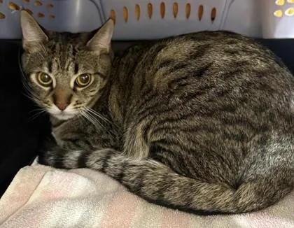 An adult large-sized male Domestic Short Hair cat named Eagle for adoption in Honolulu, HI