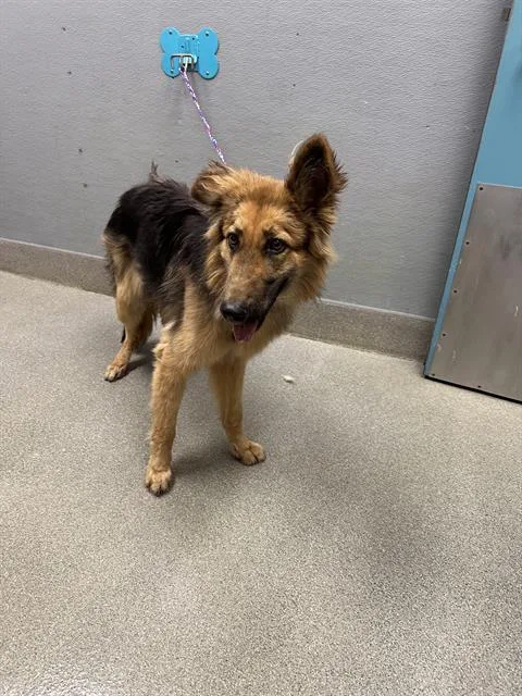 A young large-sized female German Shepherd Dog dog named Gabbie for adoption in Las Vegas, NV