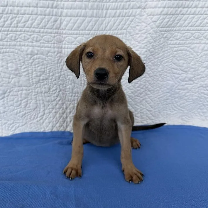 A baby small-sized female Yellow / Tan / Blond / Fawn Terrier dog named Edamame for adoption in Carencro, LA