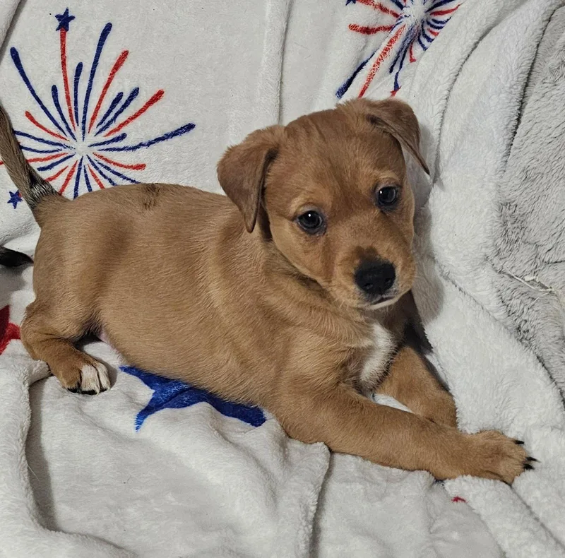 A baby medium-sized male Labrador Retriever dog named Nack for adoption in Royal Palm Beach, FL