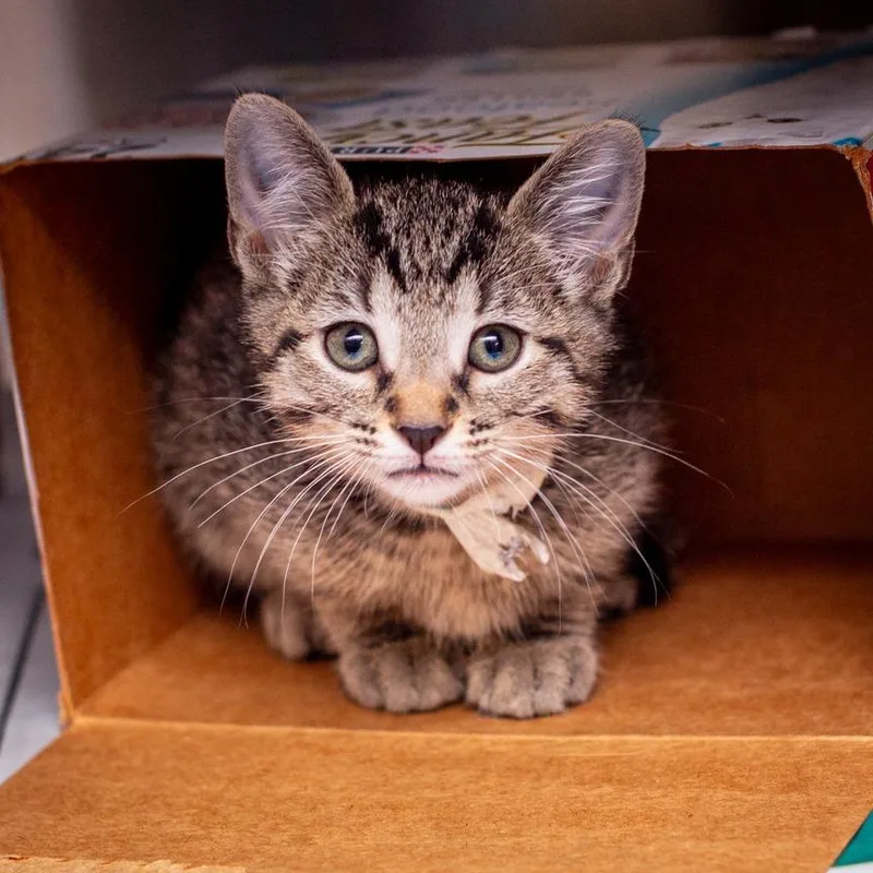 A baby small-sized male Gray / Blue / Silver Domestic Short Hair cat named Iceberg for adoption in Hattiesburg, MS
