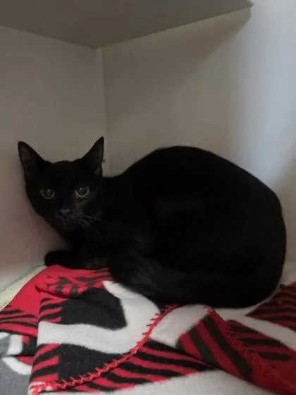 A young medium-sized male Domestic Short Hair cat named Edgar for adoption in Savannah, GA