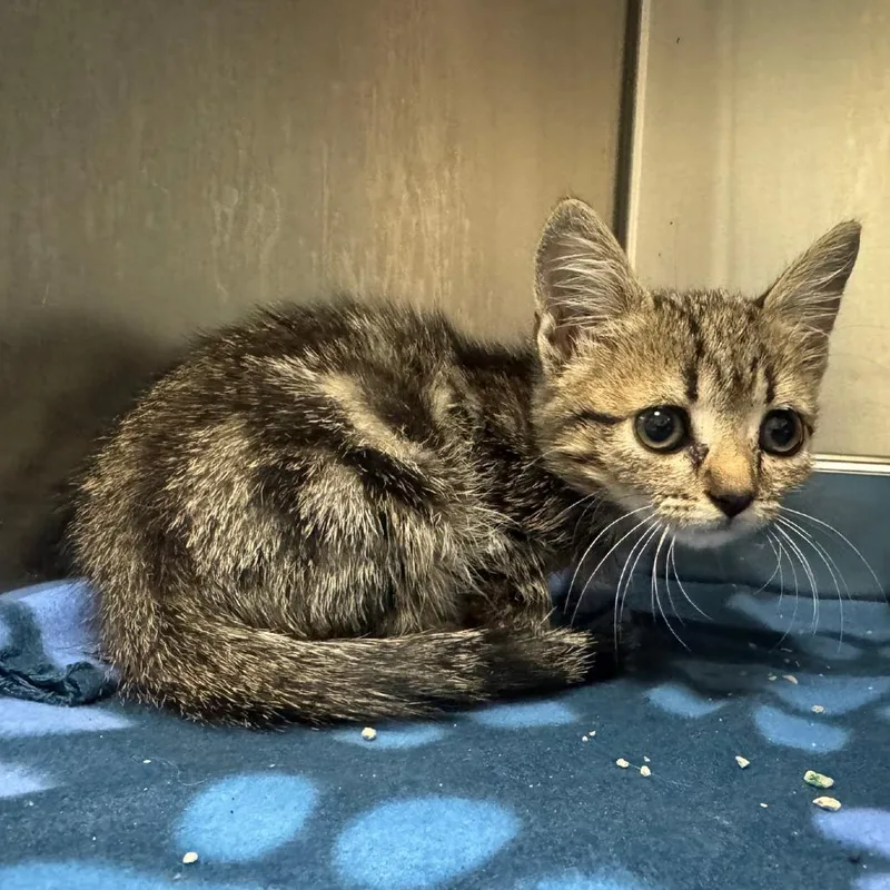 A baby small-sized female Gray / Blue / Silver Domestic Short Hair cat named Moth for adoption in Columbus, GA