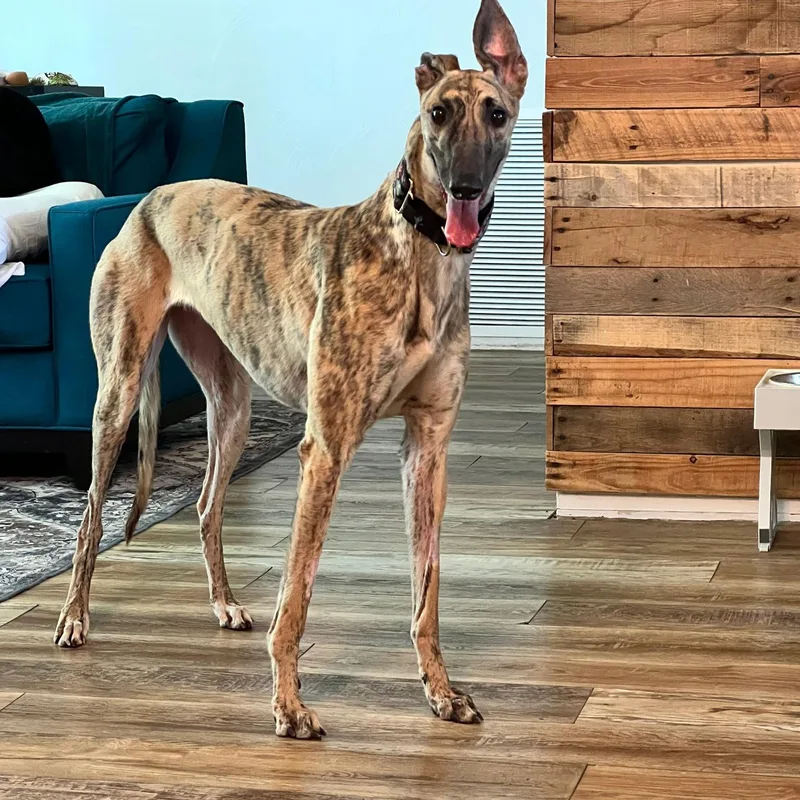 Jsp Worldly Zoom thumbnail 2