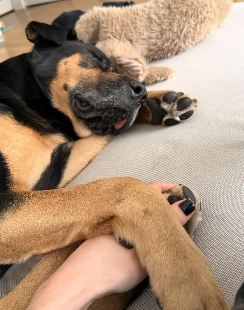 An adult medium-sized male Bicolor Labrador Retriever dog named Bob for adoption in Brooklyn, NY