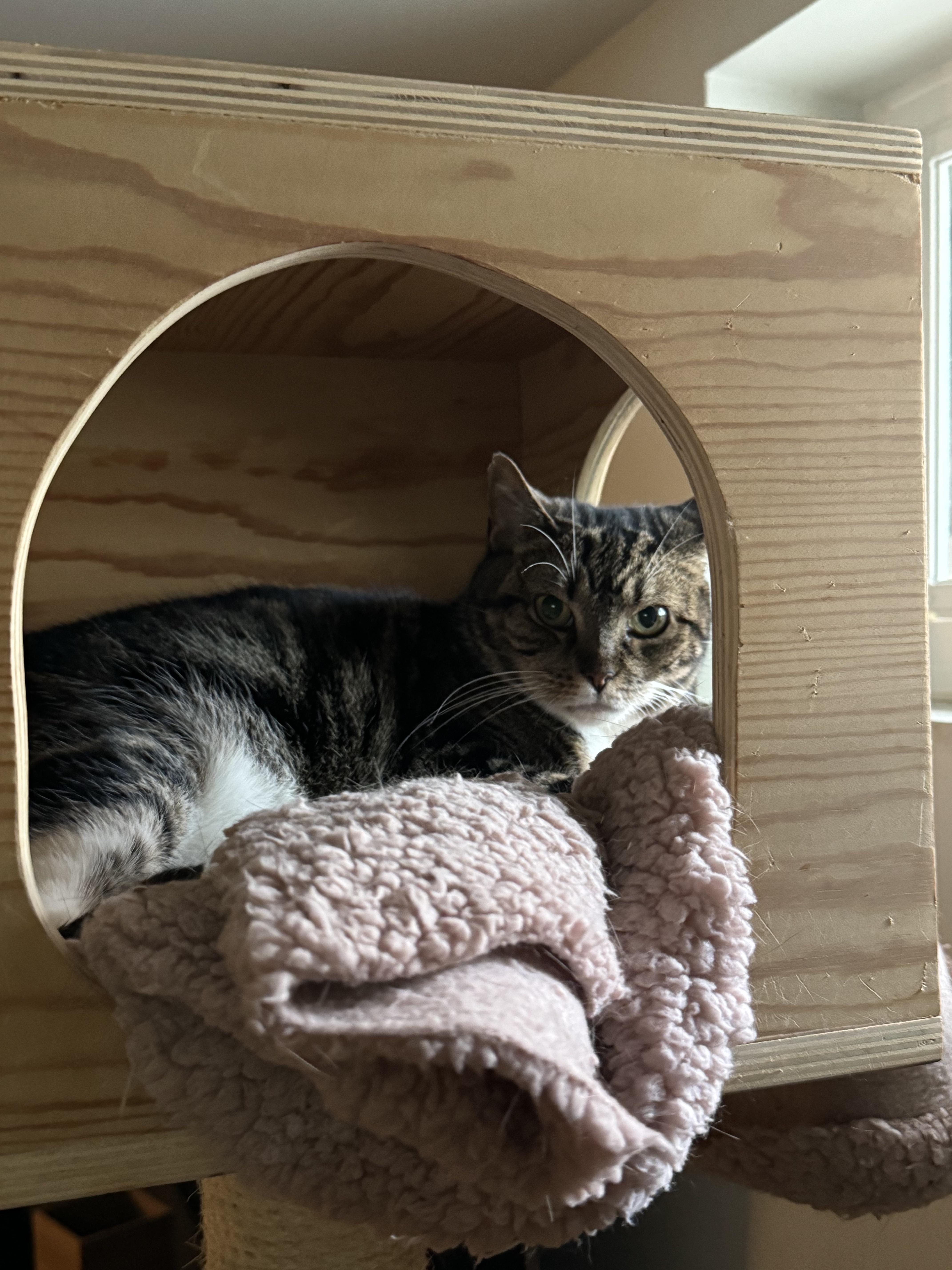 Vienetta thumbnail 2