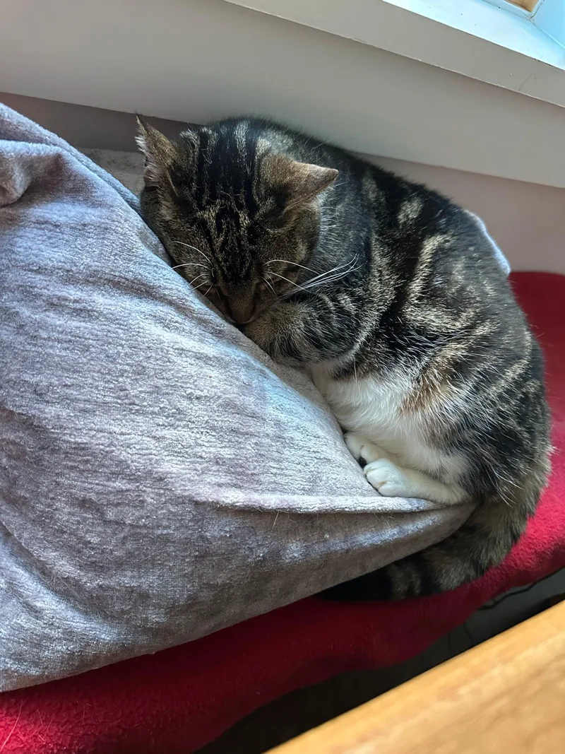 Vienetta thumbnail 3