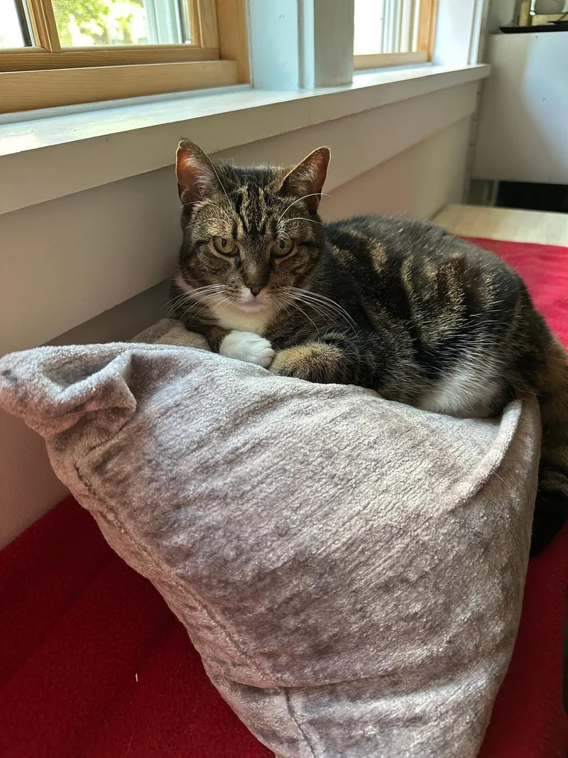 Vienetta thumbnail 4