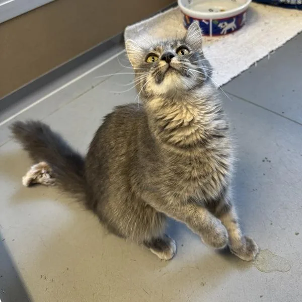 An adult small-sized female Domestic Short Hair cat named Tinkerbell Bonded Buddy for adoption in Des Moines, IA