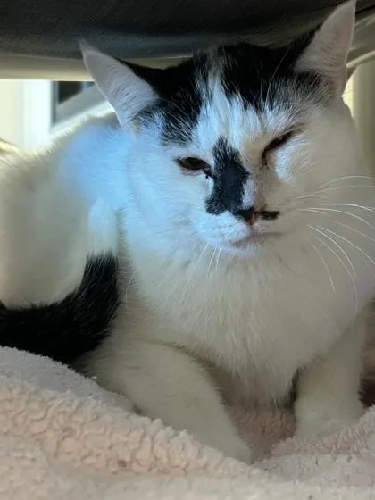An adult large-sized male Domestic Short Hair cat named Cowboy for adoption in Hamilton, MT