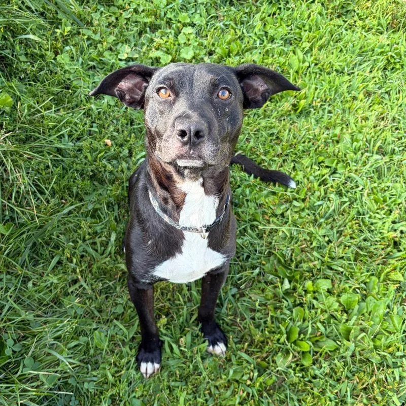 An adult medium-sized male Black Labrador Retriever dog named Wallace for adoption in Binghamton, NY