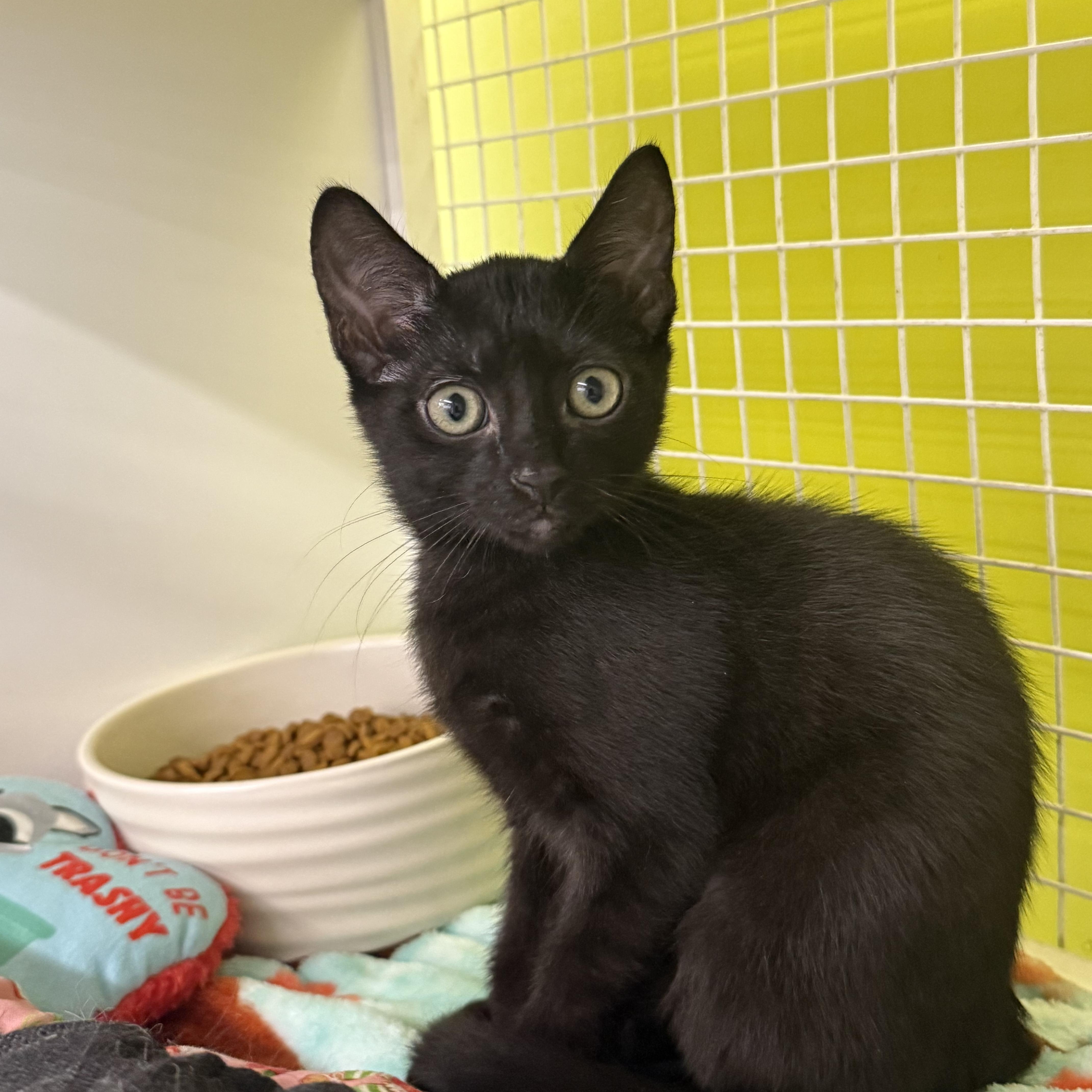 A baby medium-sized female Black Domestic Short Hair cat named Chai for adoption in Intercession city , FL