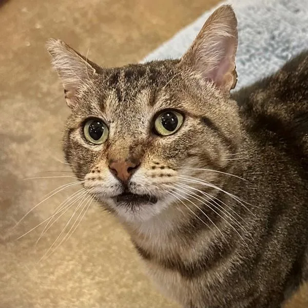 Cal