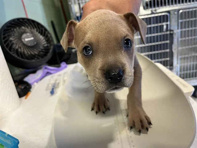 A baby small-sized female American Staffordshire Terrier dog named Meatball for adoption in Grand Prairie, TX