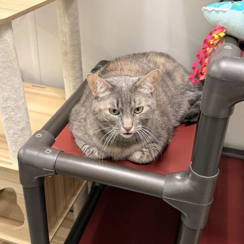 An adult extra large-sized female Calico Domestic Short Hair cat named Luna for adoption in Prosper, TX