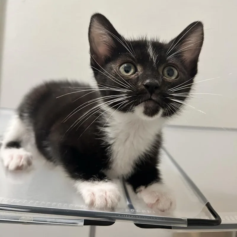 A baby small-sized male Domestic Medium Hair cat named Orca for adoption in Westminster, CA