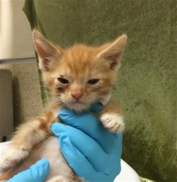 A baby small-sized male Domestic Short Hair cat named Rich for adoption in Riverside, CA