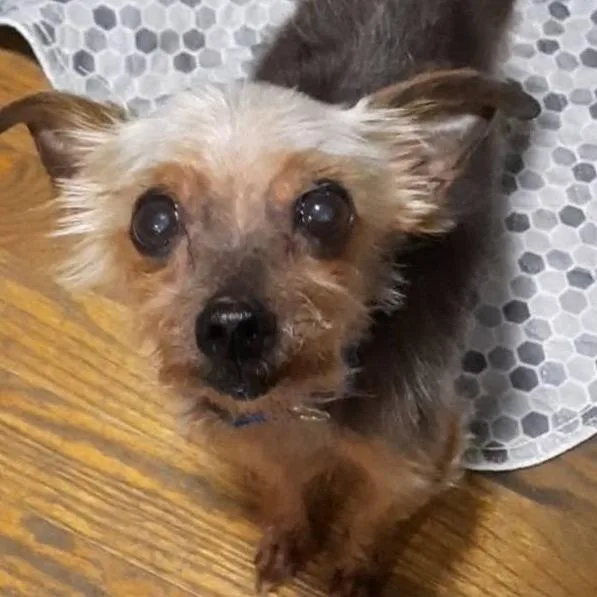 A senior small-sized male Brown / Chocolate Yorkshire Terrier dog named Mufasa for adoption in Olathe, KS