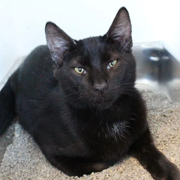 A young small-sized male Domestic Short Hair cat named Lenny for adoption in Des Moines, IA