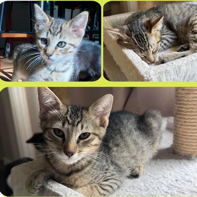 A baby small-sized male Brown / Chocolate Domestic Short Hair cat named Nike for adoption in Orangevale, CA