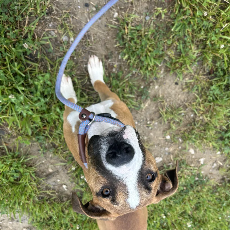 A young medium-sized male Brown / Chocolate Hound dog named Bolt for adoption in Detroit, MI