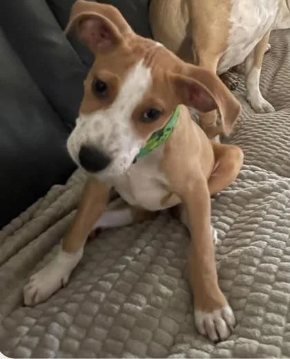 An adult medium-sized male Pit Bull Terrier dog named Carson for adoption in St. Anne, IL