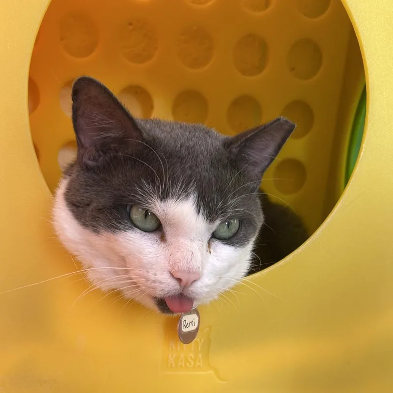 An adult large-sized male Gray / Blue / Silver Domestic Short Hair cat named Remi for adoption in Waukesha, WI