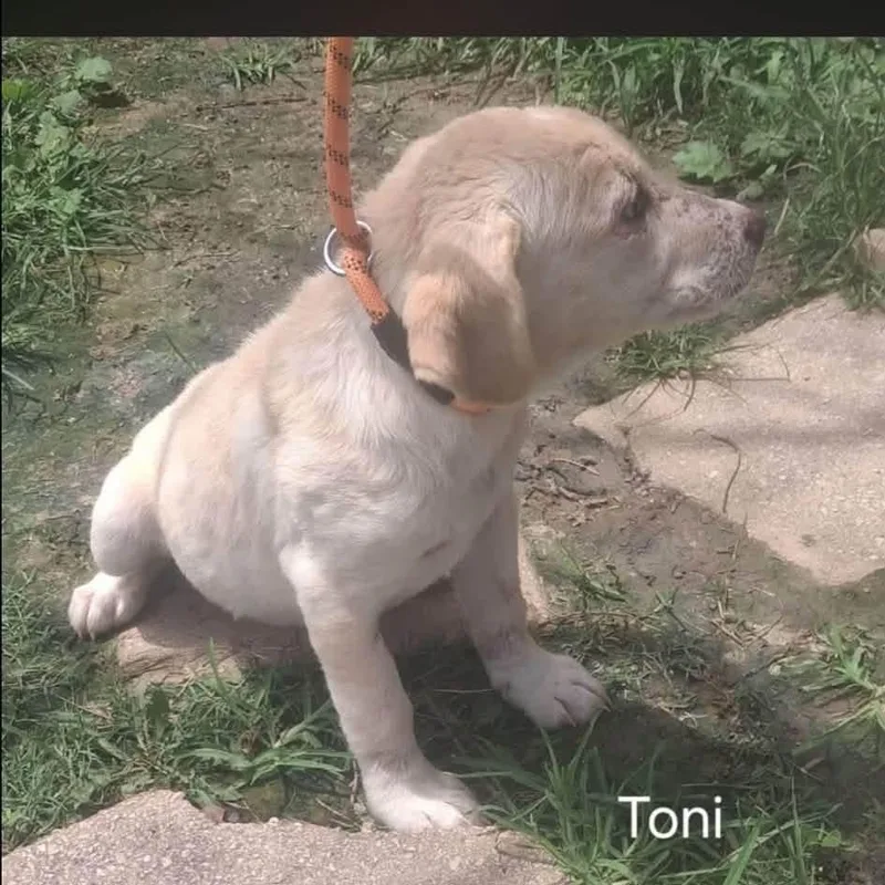 Toni thumbnail 3
