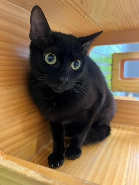 An adult small-sized female Black Domestic Short Hair cat named Virana for adoption in Tyler, TX