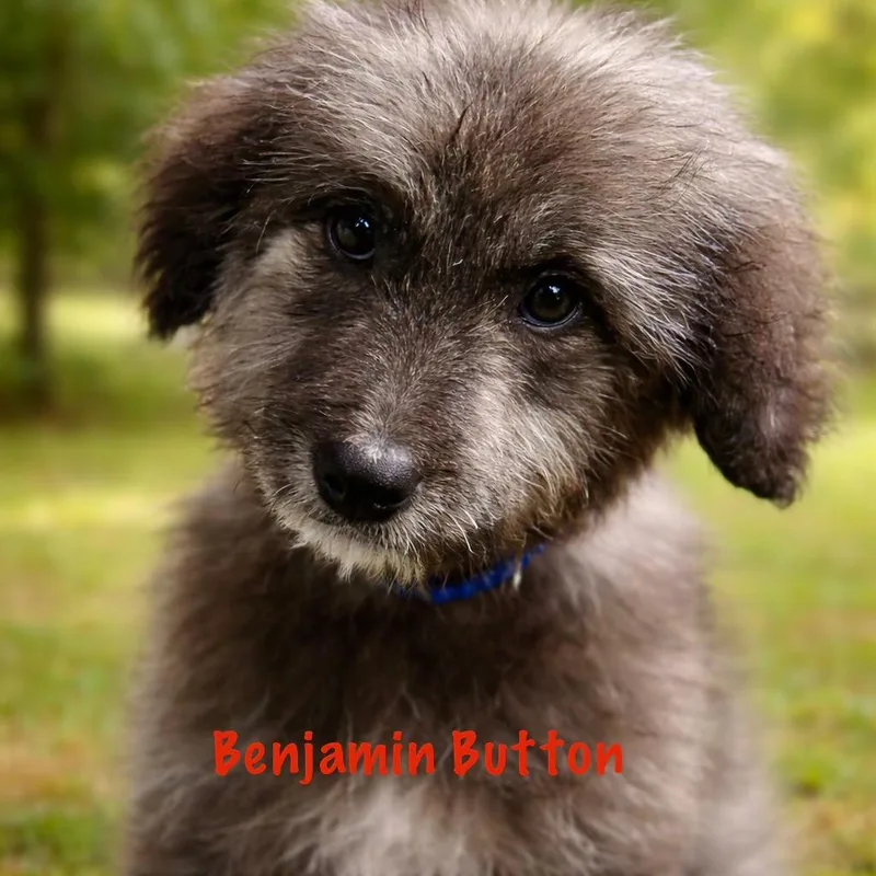 Benjamin Button thumbnail 2