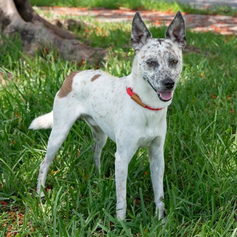 An adult small-sized male White / Cream Cattle Dog dog named George for adoption in Miami, FL