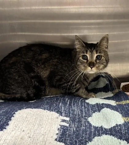 An adult medium-sized male Domestic Short Hair cat named Symba for adoption in West Chester, PA