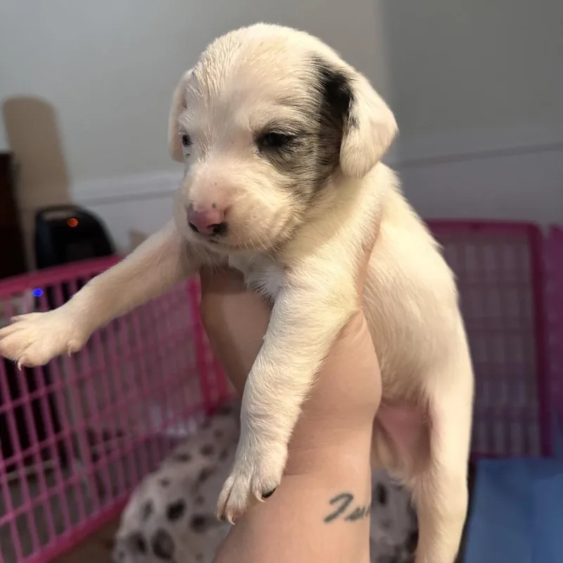 A baby small-sized male White / Cream Dachshund dog named Kevin for adoption in Baton Rouge, LA