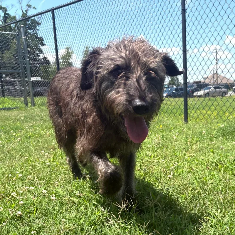 An adult medium-sized male Black Terrier dog named Graham for adoption in Cabot, AR