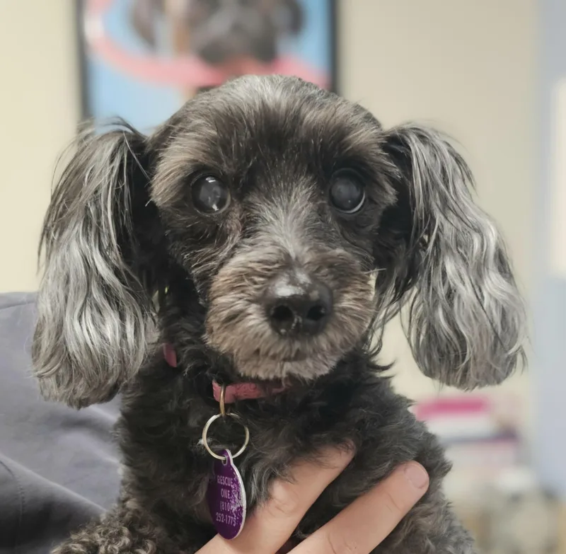 A senior small-sized female Gray / Blue / Silver Yorkie Poo dog named Molly for adoption in Fenton, MI