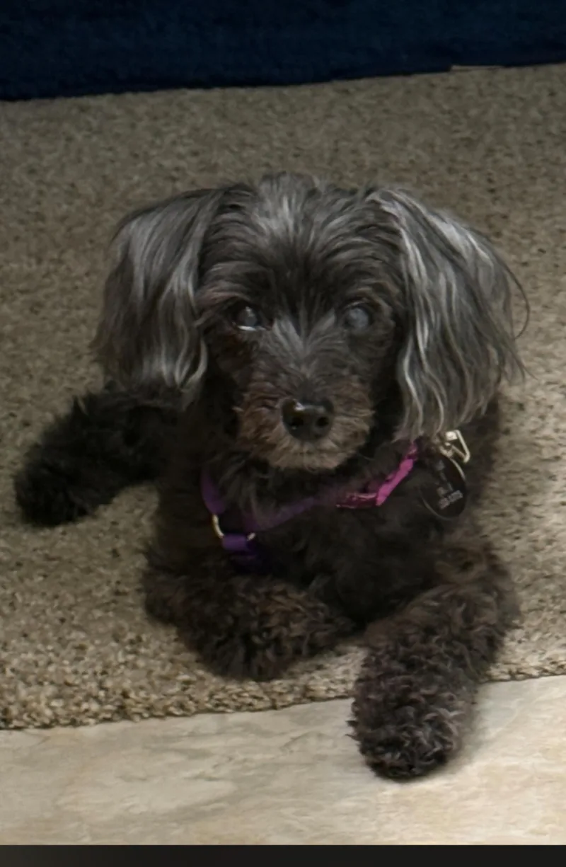 Molly thumbnail 5
