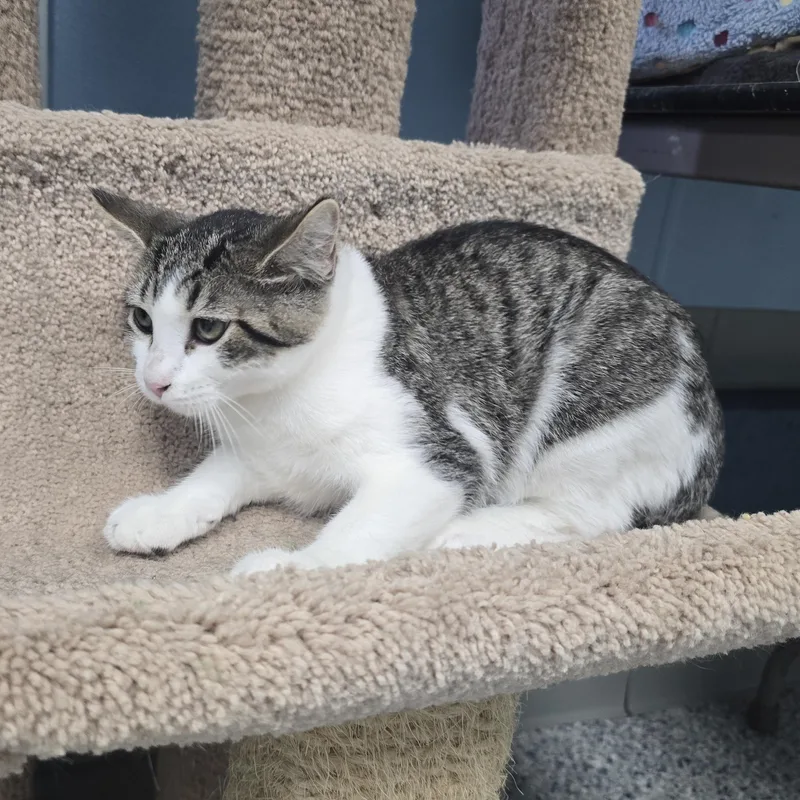 A baby medium-sized male Tabby (Buff / Tan / Fawn) Domestic Short Hair cat named Cola for adoption in Farmington, MO