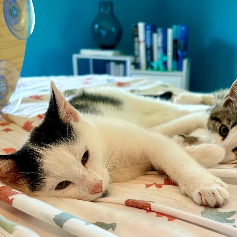 A baby small-sized female White Domestic Short Hair cat named Rorschach for adoption in Wakefield, MA