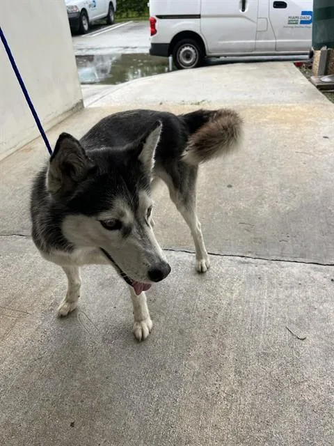 A young medium-sized female Siberian Husky dog named Akane for adoption in Miami, FL