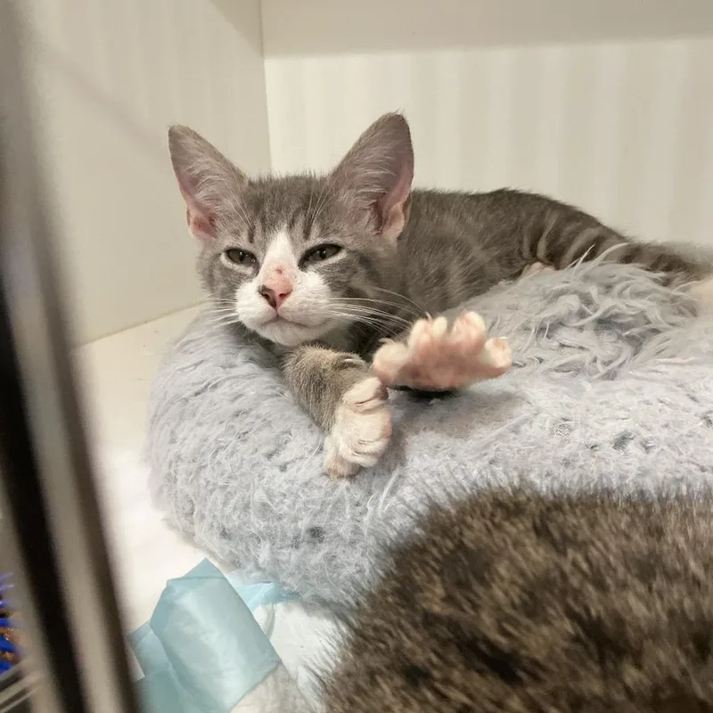 A baby small-sized male Gray / Blue / Silver Domestic Short Hair cat named Panini for adoption in Elizabeth City, NC