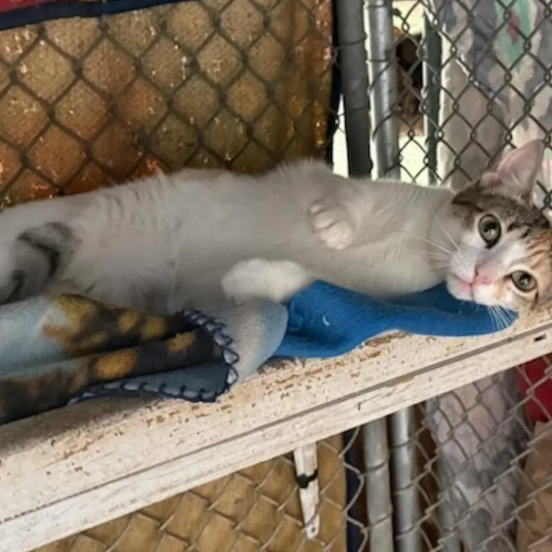 A young medium-sized female Domestic Short Hair cat named Michelle for adoption in Alexandria, LA