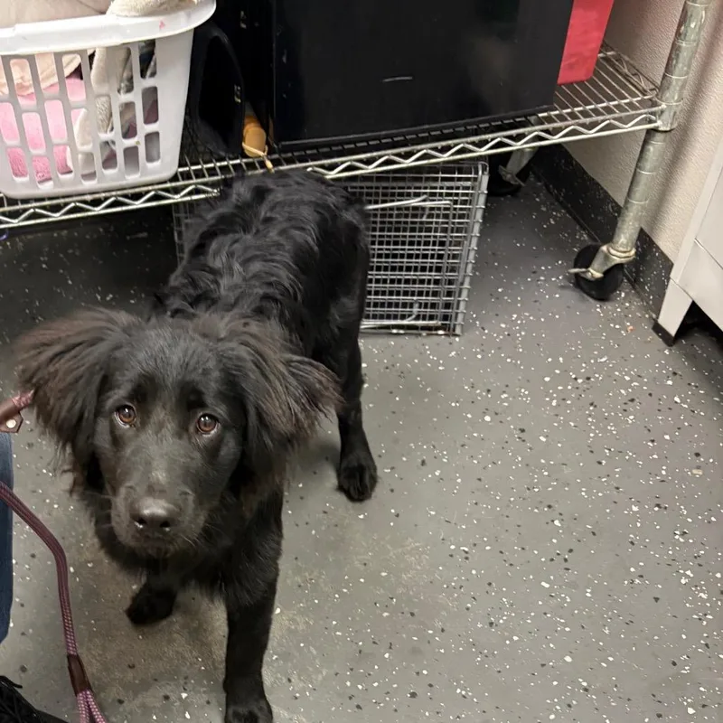 A young medium-sized male Black Mixed Breed dog named Rooster for adoption in Columbiana, AL