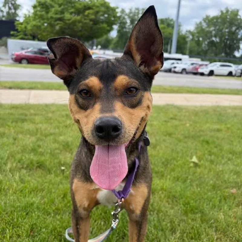 A young medium-sized male Yellow / Tan / Blond / Fawn Mixed Breed dog named Limerick for adoption in Dearborn, MI