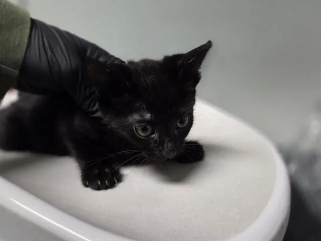A baby small-sized female Domestic Short Hair cat named Pax for adoption in Antioch, CA
